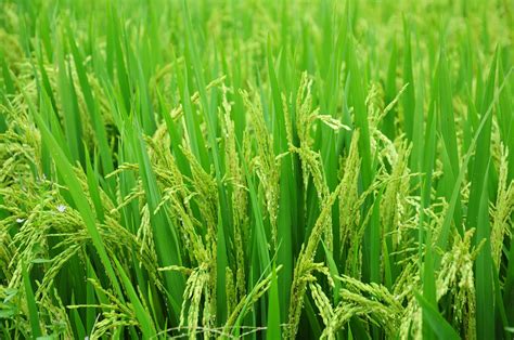 Green Rice Plant Field Free Image Peakpx
