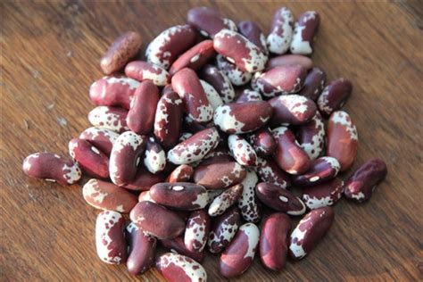 Jacobs Cattle Beans Jacobs Cattle Beans Recipeheirloomseedsolutions