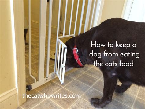 Chicken broth (without garlic or onion) or tuna 'water' can be added to the cat's drinking water to encourage fluid uptake. 6 Ways to keep a dog from eating the cats food. I like the ...