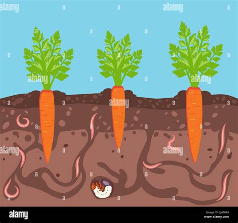 Vegetables Growing In The Ground Carrots In Bed Underground Worms Are