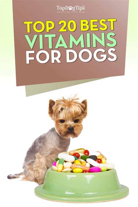 Vitamins and minerals are nutrients that your dog's body needs. The Best Vitamins for Dogs | Dog vitamin, Dog vitamins ...