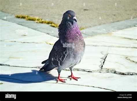 Fat Pigeon Hi Res Stock Photography And Images Alamy