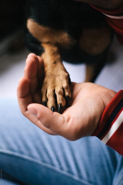 Male Hand Holding The Dog Paw By Stocksy Contributor Marija Mandic