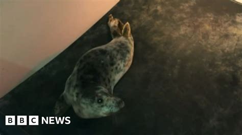 Meet Pembrokeshires Seal Pups Rescued From Storms Bbc News