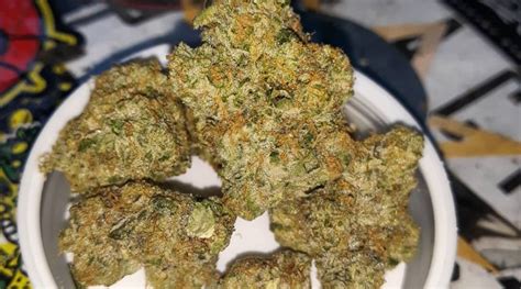 Strain Review Pink Cookies Aka Triangle Mints 23 The Highest Critic