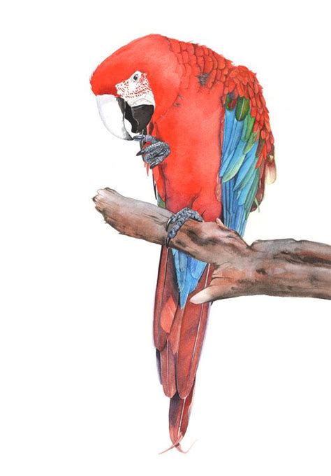Green Winged Macaw Print Of Watercolor Painting Sm0615 A4 Size Print