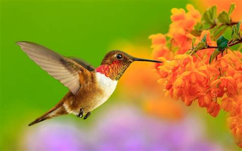 Hummingbird Windows 10 Theme Themepackme