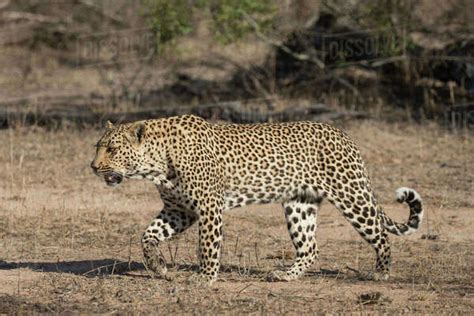 Leopard Panthera Pardus Elephant Plains Sabi Sand Game Reserve