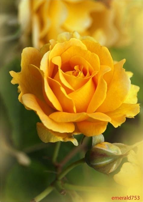 A Single Yellow Rose Close Up Hybridtearoses Hybrid Tea Roses