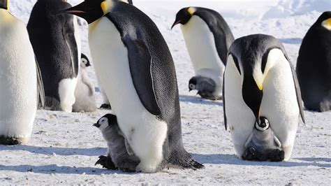 Penguins Snow Ice Baby Animals Birds Wallpapers Hd