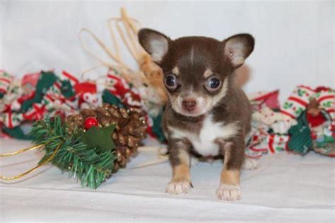 Chihuahua mix puppies for sale in michigan. Tiny Teacup Chihuahua puppies available Now! 1 Left ...