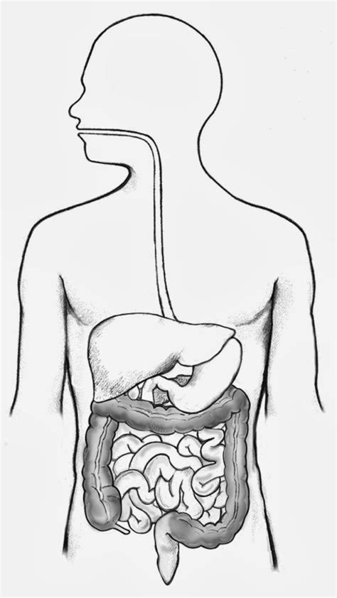 Unlabeled Digestive System Diagram In 2020 Digestive