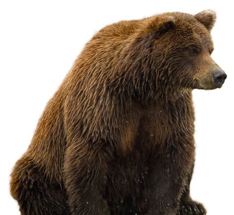 Bear Png Image Purepng Free Transparent Cc0 Png Image Library