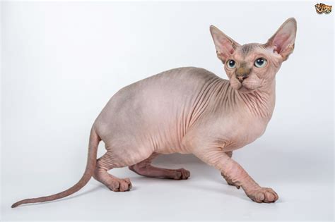 Cat Breeds No Fur Pets Lovers