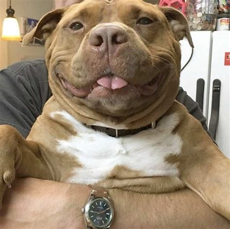 Sweet Pit Bull Mix Cant Stop Smiling After Being Rescued From The