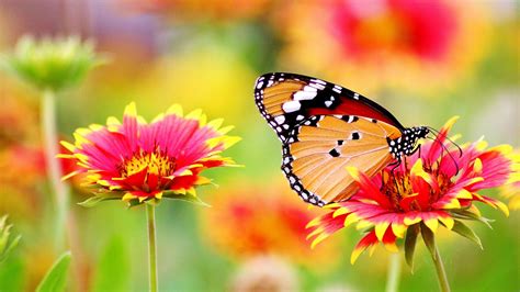 Black Yellow Butterfly Is Sitting On Pink Yellow Flower In