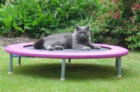 Cat On Trampoline Tumblr