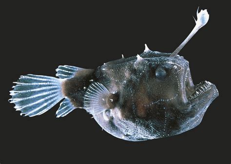 Video Anglerfish Biology Bioluminescence And Lifecycle Daily
