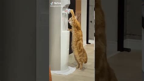 Funniest Cat Ever Youtube
