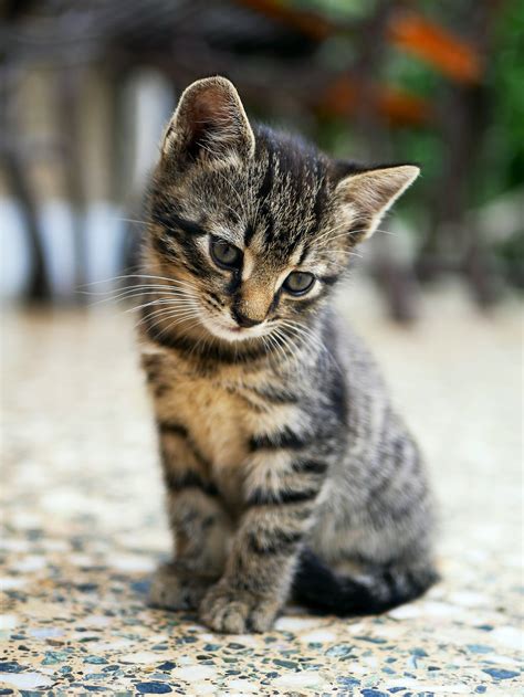 900 Kitten Images Download Hd Pictures And Photos On Unsplash