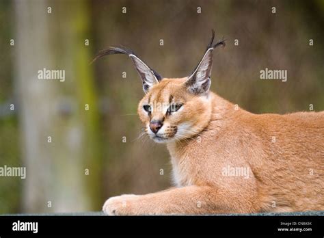 Asian Caracal Hi Res Stock Photography And Images Alamy