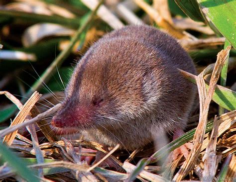 Northern Short Tailed Shrew By Jim Sullivan By Jbsullivan Animal