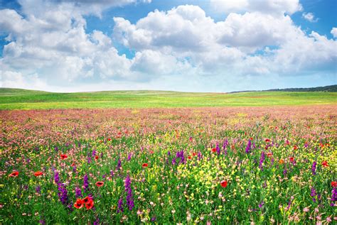 Study Meadow Full Of Flowers Benefit Mankind •