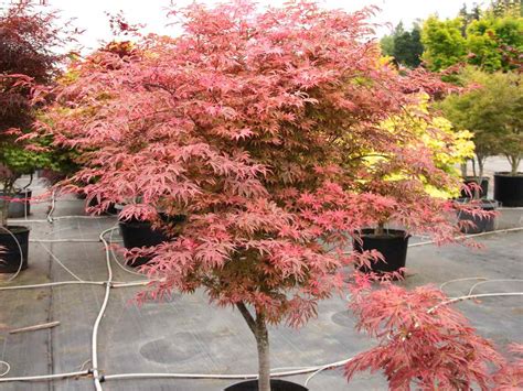 15 Varieties Of Japanese Maple Trees With Colorful Foliage