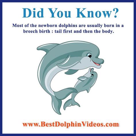 Dolphin Fact 1 Dolphin Facts Dolphins Facts
