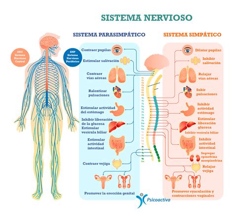 Sistema Nervioso Coggle Diagram