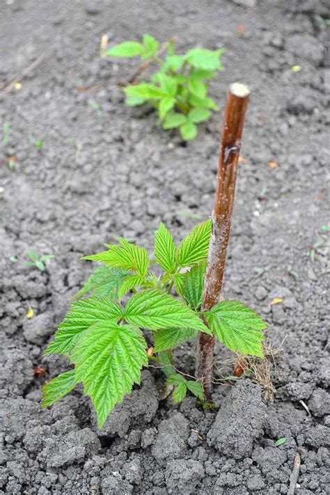 How To Grow Your Own Raspberries Gardeners Path