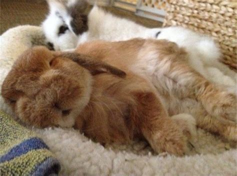70 Best Let Sleeping Bunnies Lie Images On Pinterest Bunnies Rabbits