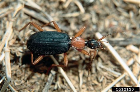 Ground Beetle Galerita Janus