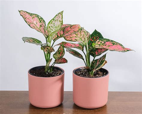 Aglaonema Pink Beauty Plant Nursery Nisarga