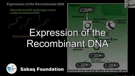 Expression Of The Recombinant Dna Biology Lecture Sabaqpk Youtube