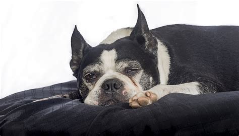 Recently i conducted a survey of 1,000 boston terriers asking their owners questions like what is their favorite dog treat, what dog bed do they use, what shampoo, what food, etc. Best Dog Food for Boston Terriers: 9 Vet Recommended Brands