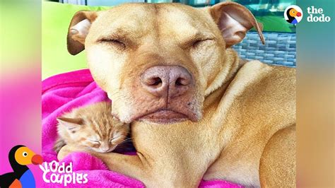 Pit Bull Dog Is The Best Mom To Kitten The Dodo Odd Couples Youtube