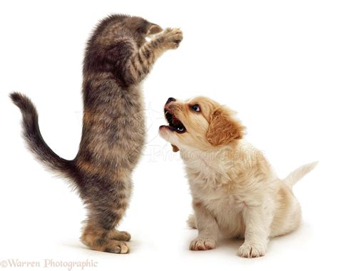 Kittens And Puppies Playing