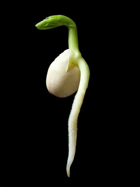 Germinating Pea Seed Photograph By Dr Jeremy Burgessscience Photo