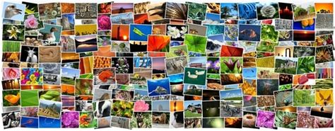 Klicken sie auf dieser seite auf die schaltfläche „kostenlos erstellen, damit sie die verfügbaren vorlagen sehen, um ihre collage erstellen. Crea tus mejores collages de fotos con PhotoGrid - ChicaGeek