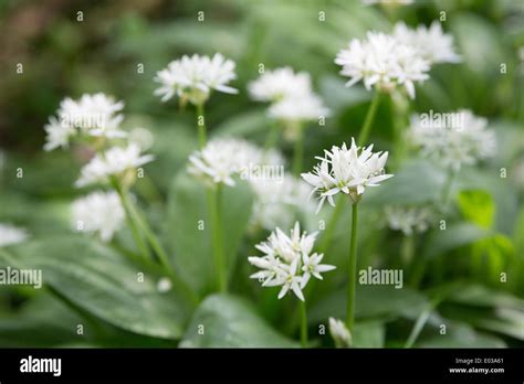 Wild Garlic Allium Ursinum Growing In A Deciduous Woodland In