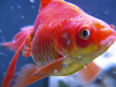 Fantail Goldfish YouTube