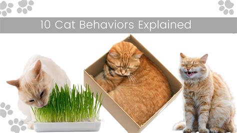 10 Cat Behaviors Explained Cats Insiders