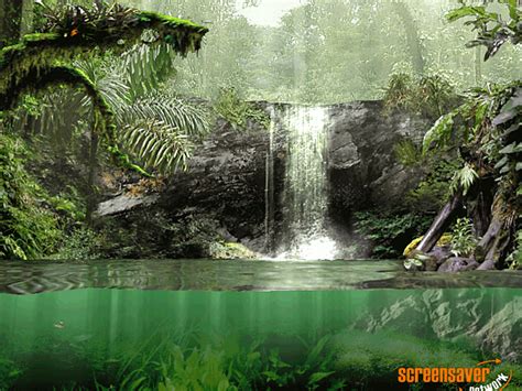 Fascinating Rainforest Screensaver For Windows Screensavers Planet