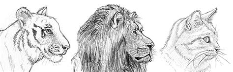 Einen Tiger malen und zeichnen Zehn jahre nach der katastrophe.