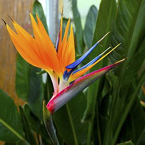 Bestellen sie frische blumensträuße mit exotische blumen schnell und günstig! Kübelpflanzen für Liebhaber | Sonne Halbschatten Schatten