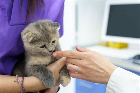 La Clínica Veterinaria única Clínica Cat Friendly De Rivas Te Da Las