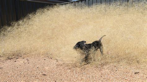 hairy panic strikes in wangaratta photos the border mail wodonga vic