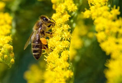 Why Is Pollination Important Types Of Pollination Process