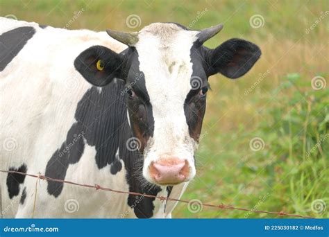 Holstein Friesian Dairy Cow With Horns Stock Photo Image Of Milking